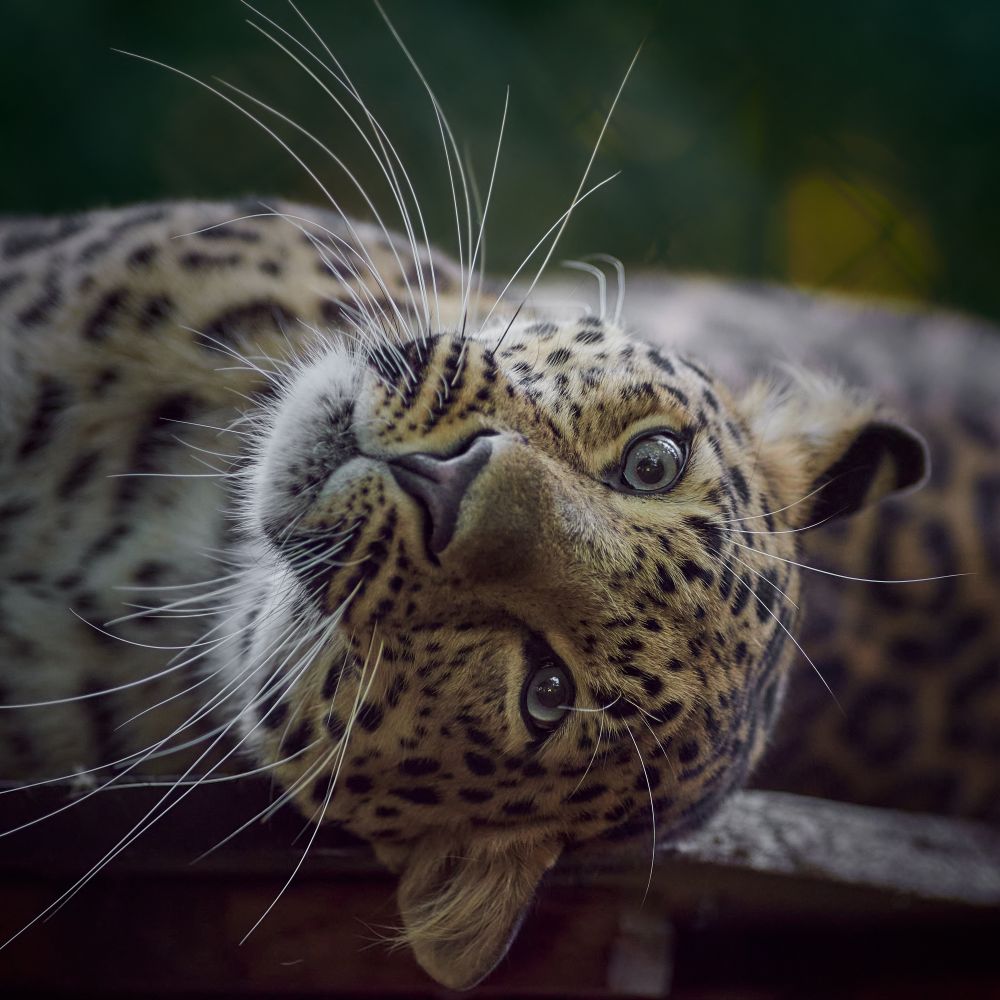 Spende Amurleopard